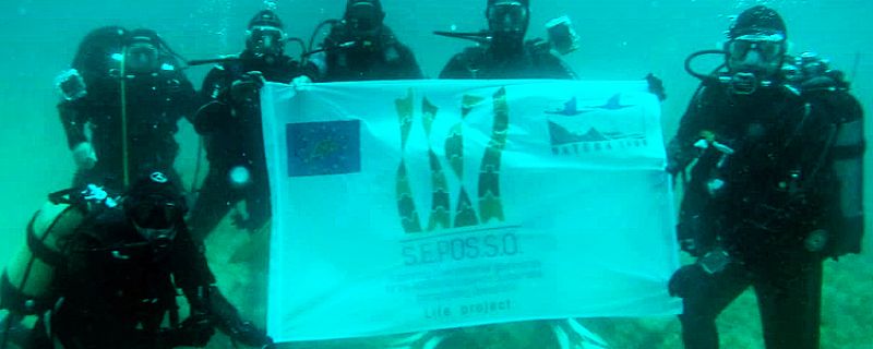 SEPOSSO Life activities on field: prospecting and surveys on the Ischia transplant (NA)