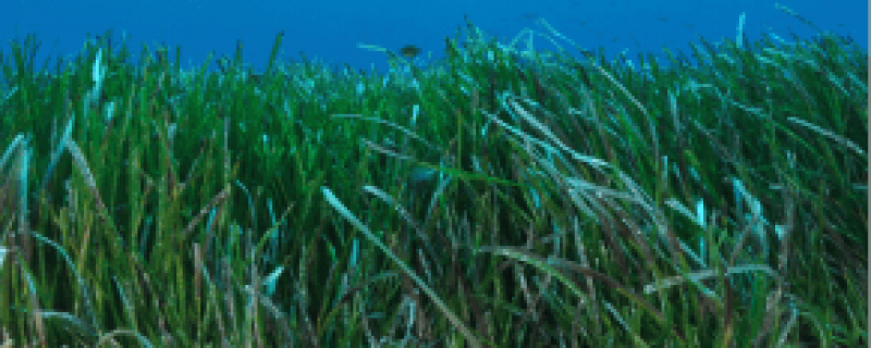 Life SEPOSSO at the 6th Mediterranean Symposium on Marine Vegetation
