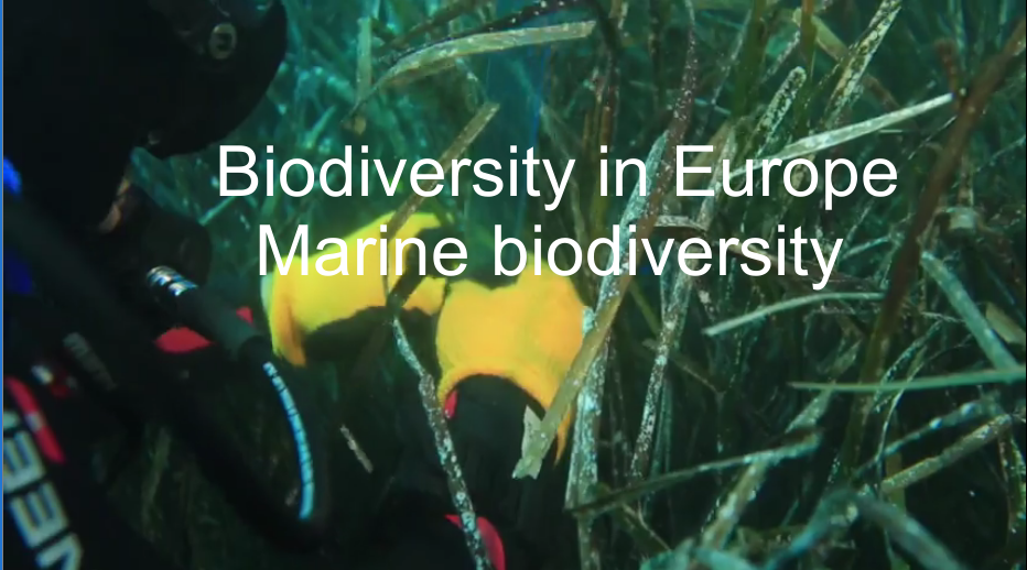 Short movie: Biodiversity in Europe – Marine biodiversity