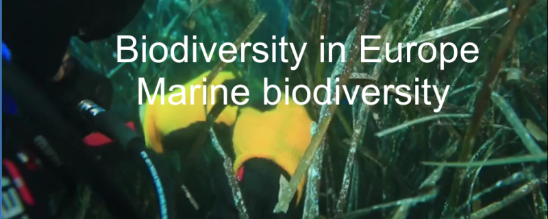 La Biodiversità in Europa: Biodiversità Marina